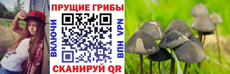 цена   Урай  Галлюциногенные грибы прущие грибы 